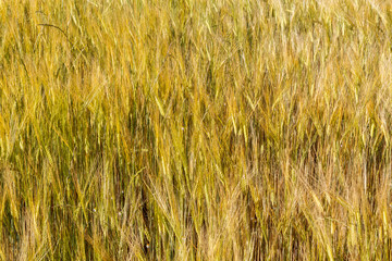 Cultivo de Cebada. Hordeum vulgare. Secano.
