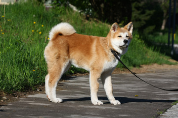 Akita Inu puppy