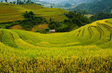 Rice fields on terraced of Mu Cang Chai, YenBai, Vietnam