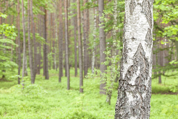 Birch in a forest, selective focus.