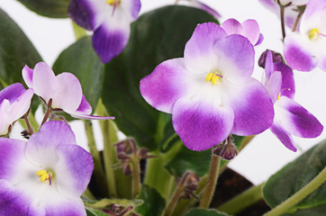 Fototapeta na wymiar Violet flower isolated on white background