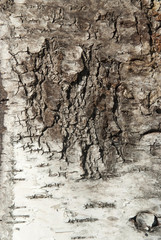 The bark of the birch tree