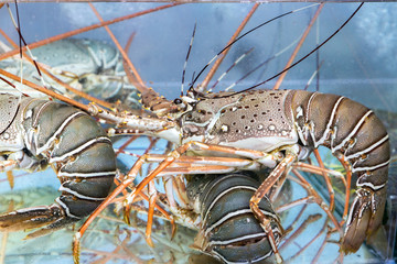 lobster under water