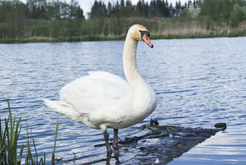 White swan standing on the shore of the lake