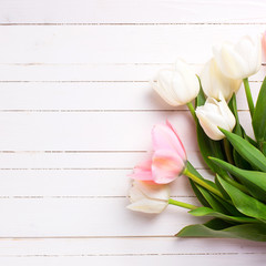 Background with fresh pink and white  tulip flowers