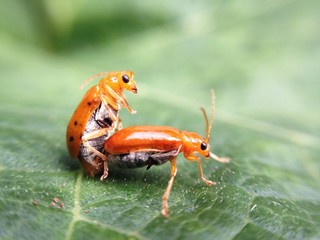 mating bug 