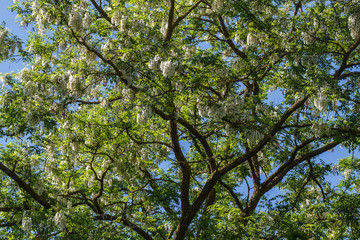 Robinia pseudoacacia en flor. Falsa acacia.
