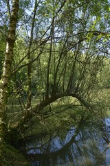 Obraz premium L'arbre en arcade au dessus de l'eau au parc Solvay