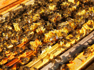 Bienen im Bienenstock