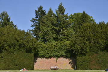 Le bas des feuillages taillées en haie au parc Solvay
