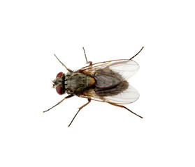 fly on a white