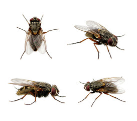  fly on white