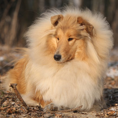 Amazing scotch collie lying in forest