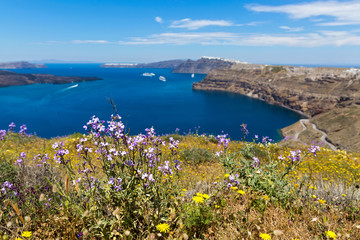 Greece, Santorini, view of the Bay and wild flowers