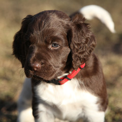 Puppy of Small Munsterlander