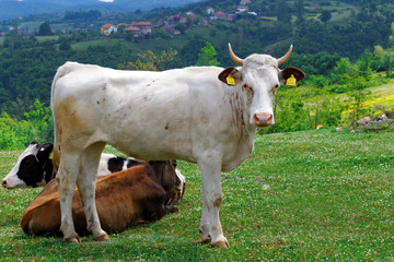 white cow, white bull