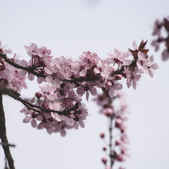 cherry tree flowers blooming in early spring