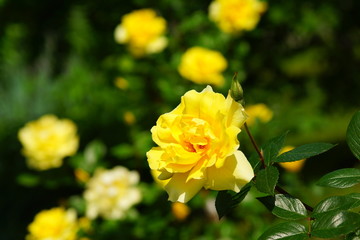 Yellow rose.