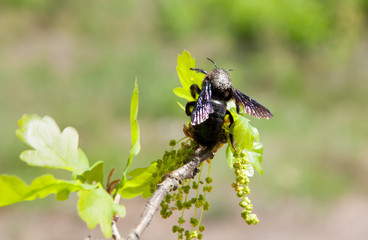 Carpenter Bee on  blossoming branch of oak 