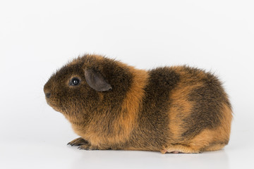 Guinea  Pig - Stock Image.