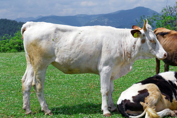 white cow, white bull