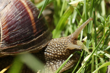Snail