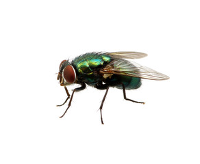 green fly