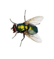 green fly