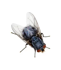 Foto op Plexiglas fly on a white © Alekss