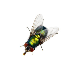 green fly
