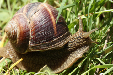 Snail