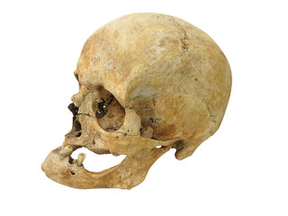 Fototapeta premium Old archaeological find human skull cranium isolated on white