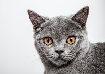 Portrait of a beautiful british cat