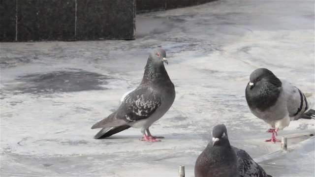 mating birds pigeons