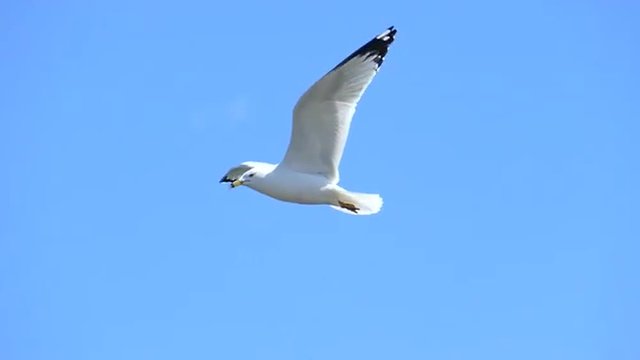 Closeup, Slow Motion, Graceful White Flying Seagull
