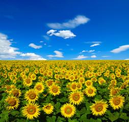Obraz premium sunflowers field