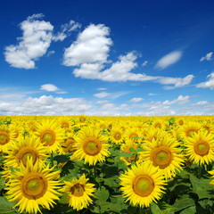 sunflowers field