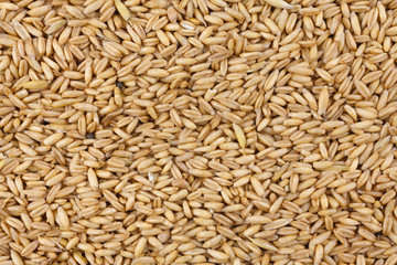 Natural oat grains background, closeup