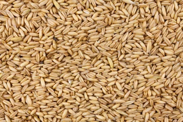 Foto op Canvas Natural oat grains background, closeup © martinlisner