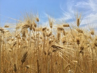 麦