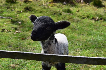 lamb