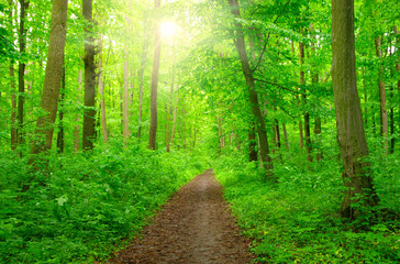 Fototapeta premium sunlight forest