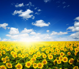  sunflowers and sun