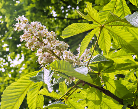 Branches of blossoming chestnut tree by spring
 
