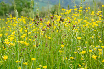 Wildflowers: meadow buttercups and great burnets