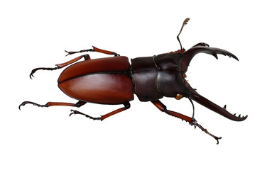 Stag beetle