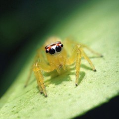 jumping spider on green leaf 