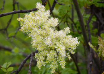 Manna ash, Fraxinus ornus, bloom