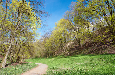 Path in blooming spring forest in Poland.