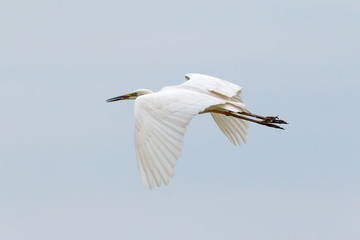 Great White Egret